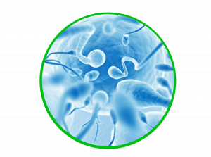 varicocele-natural-treatment-Fertility